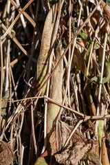 harvested beans while drying plants outdoors