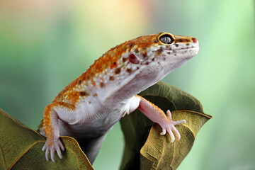 Leopard gecko lizard close-up 