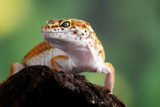 Leopard gecko lizard close-up 