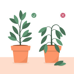 Plants care concept in a flat style. A potted houseplant being cared for and a potted houseplant dying without care or watering. Cute vector illustration.