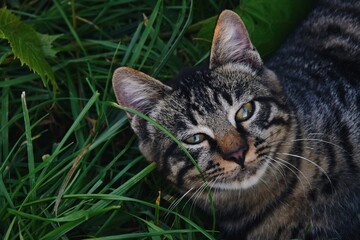 portrait of a cat on grass
