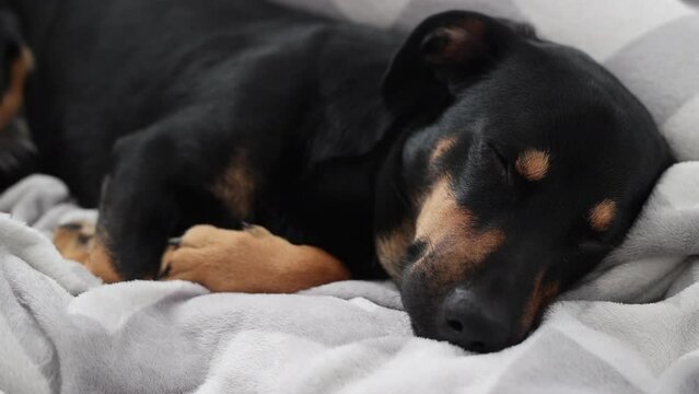 Cute black and tan mixed dachshund falling asleep in the bed covers and blankets, periodically opening and closing the eyes. Adorable dog at home. Peacefully breathing and sleeping black dog. 