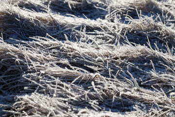grass covered with ice and frost in the winter season