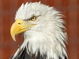 bald eagle (Haliaeetus leucocephalus)