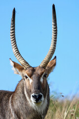 Waterbuck Bull, Pilanesberg National Park
