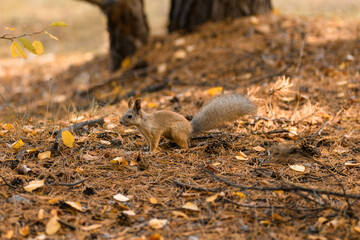 Fototapeta premium Squirrel sits on the ground in the autumn forest. Autumn landscape