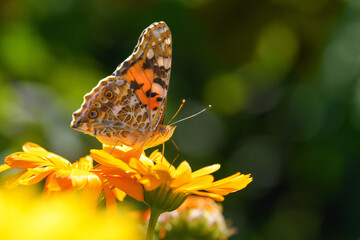 Butterfly burdock on a yellow flower (Vanessa cardui, Nymphalidae). Butterfly painted lady. Spring and summer background