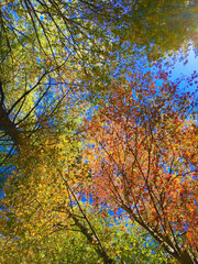 Autumn Foliage at Cape Cod in New England