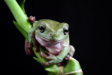 Green tree frog on black background