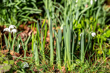 New growth of Daffodils on a sunny February day