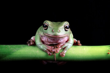 Green tree frog on black background