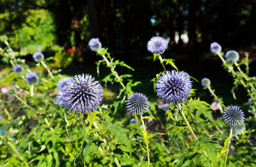 Flowers Mordovnik sharogolovy (Lat. Echinops sphaerocephalus) with beautiful fluffy balls on a background of bright greenery. Flora is the nature of the plant.