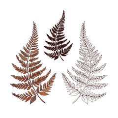 Autumn faded colours Fern leaf vector illustration set isolated on white. Botanical forest plants print collection for tee shirt design.