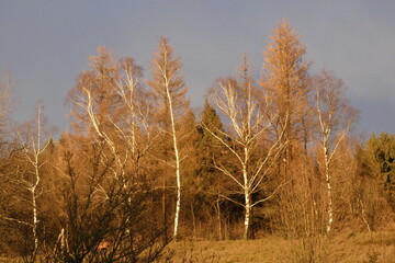 autumn in the woods near velmerstot