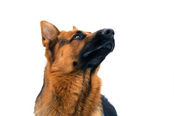 Portrait of a German Shepherd Dog Looking up on White Background