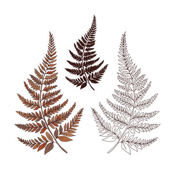Autumn faded colours Fern leaf vector illustration set isolated on white. Botanical forest plants print collection for tee shirt design.