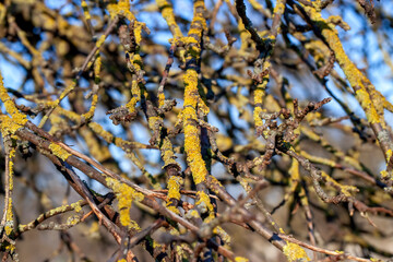 tree branches against the blue sky