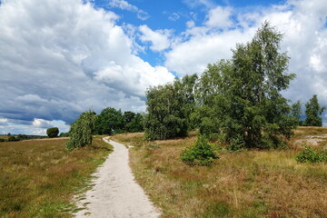 Fototapeta na wymiar Lüneburger Heide