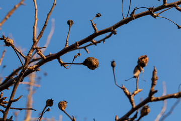 rotten spoiled food apple or pear