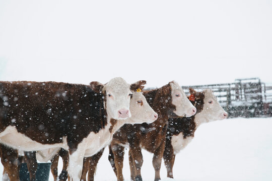 Beef agriculture on ranch with Hereford cattle herd, shows cows in winter snow weather.