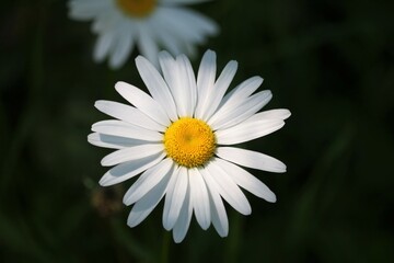 Fototapeta premium Marguerite