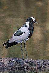 Blacksmith Lapwing, South Africa
