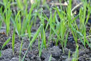 closeup the green ripe wheat stitch plant with drops soil heap and growing in the farm over out of focus green brown background.