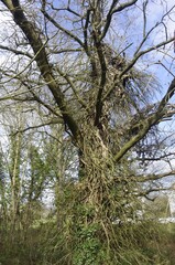 Vieil arbre