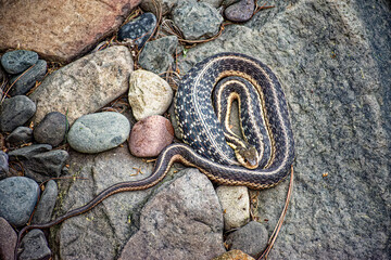 A snake coils up and is very well camouflaged in the rock pile here in Upstate NY.