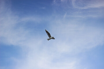 seagull in the sky