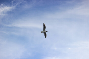 bird in flight