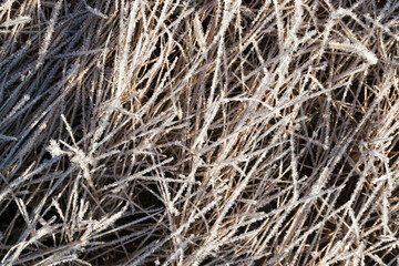 grass covered with ice and frost in the winter season