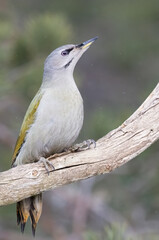 Grey-headed woodpecker