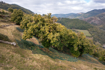 Récolte des châtaignes sous des châtaigniers en Ardèche  