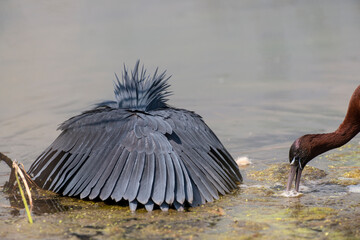 Aigrette ardoisée,. pêche, Egretta ardesiaca, Black Heron