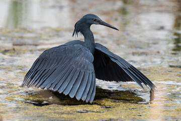 Aigrette ardoisée,. pêche, Egretta ardesiaca, Black Heron