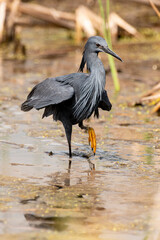 Aigrette ardoisée,. pêche, Egretta ardesiaca, Black Heron
