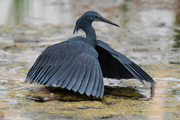 Aigrette ardoisée,. pêche, Egretta ardesiaca, Black Heron