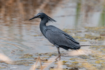 Aigrette ardoisée,. pêche, Egretta ardesiaca, Black Heron