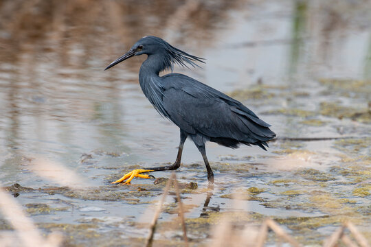 Aigrette ardois&eacute;e,. p&ecirc;che, Egretta ardesiaca, Black Heron