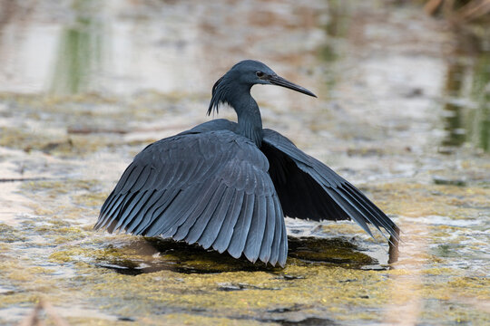 Aigrette ardois&eacute;e,. p&ecirc;che, Egretta ardesiaca, Black Heron