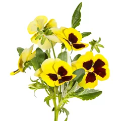 Fotobehang Isolated bouquet of yellow pansy flowers on white background. Anny's eyes © Olga Mishyna