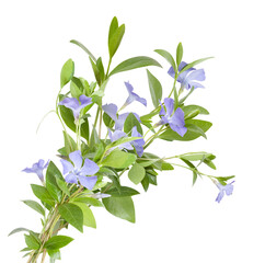 Isolated bouquet from blue periwinkles on white background. Periwinkle flowers isolated on white background