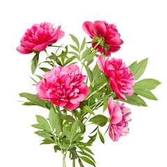 Bouquet of Pink peony flowers isolated on white background