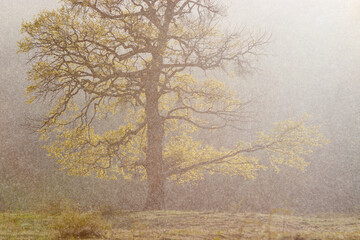Spring rain over the oak tree on the open meadow.