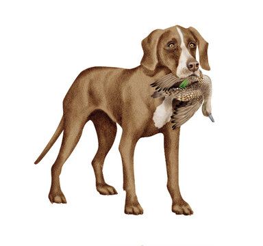 chien, animal de compagnie, braque de weimar, gibier, sarcelle, mal, femelle, &agrave; poil court, animal, brun, chiot, canid&eacute;, isol&eacute;, braque, joli, race, blanc, portrait, mammif&egrave;re, chien de rapport, de rac