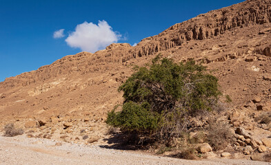 a lone Christ Thorn Jujube Ziziphus spina-christi tree in a dry desert stream bed in front of red cliffs in the Negev in Israel with blue sky and a single white cloud in the background