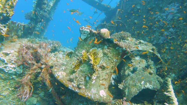 Beautiful tropical reef scene with shoals of fish on shipwreck