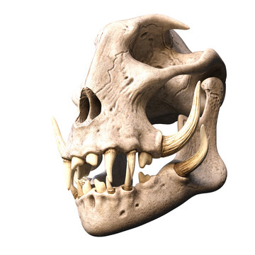 3D illustration over white of an ancient skull of a fantasy animal with huge tusks