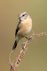 Tarier pâtre, Traquet pâtre, Saxicola rubicola,  European Stonechat, femelle